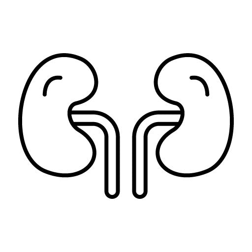Kidney Icon