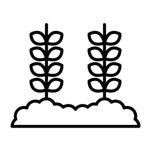 Wheat Plantation Icon