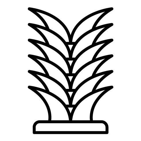 Yucca Icon