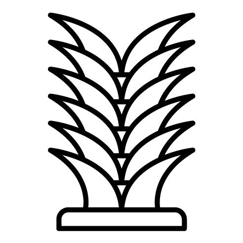 Yucca Icon