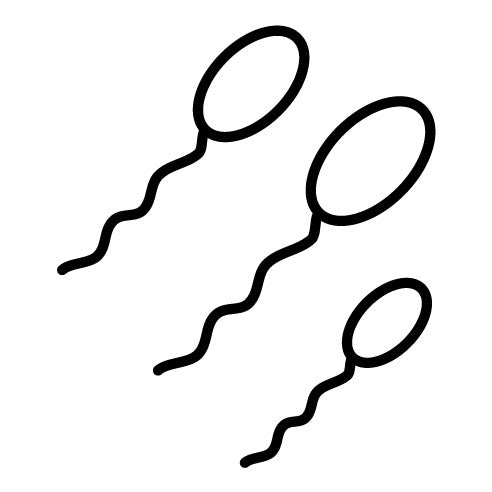 Sperm Icon